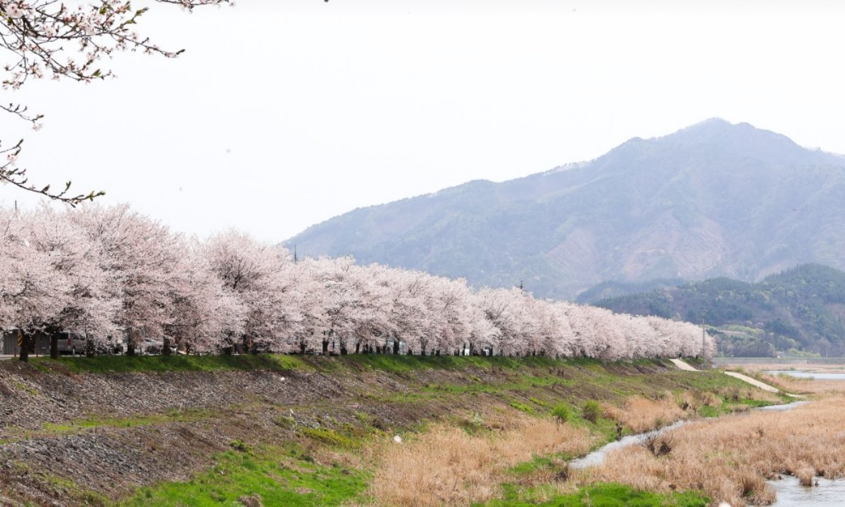 A scenic view of pink cherry blossom trees in full bloom along the Soinaru path in Muju, with majestic mountain ridges in the background