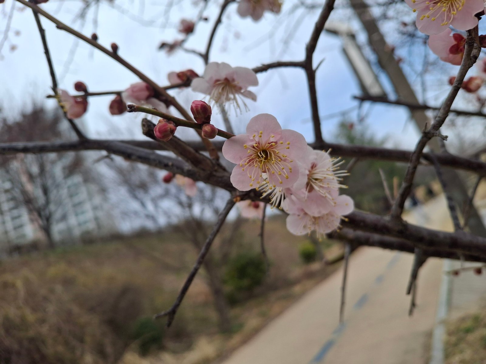 A Perfect Spring Walk at Gijije Lake Park in Jeonju